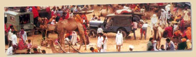 Camel Fair Rajasthan